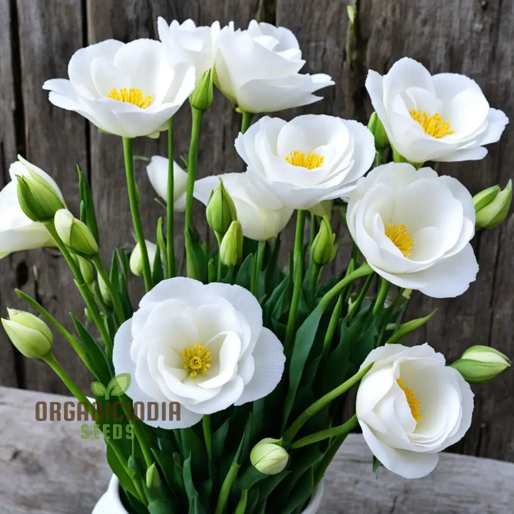 Lisianthus Flower Seeds Eustoma For Floral Garden & Bouquets - 100 Pcs Annuals