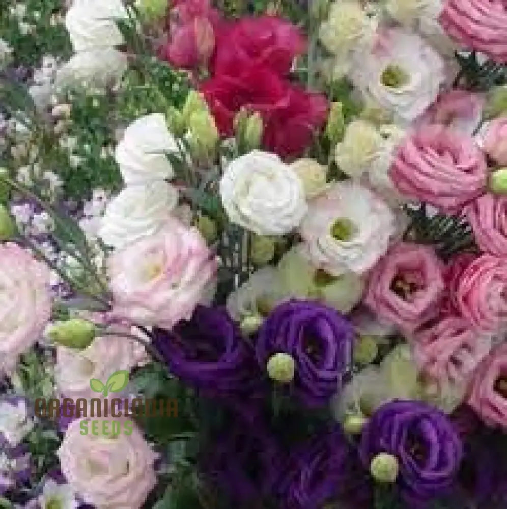 Lisianthus Flower Seeds White Purple Mix Annuals