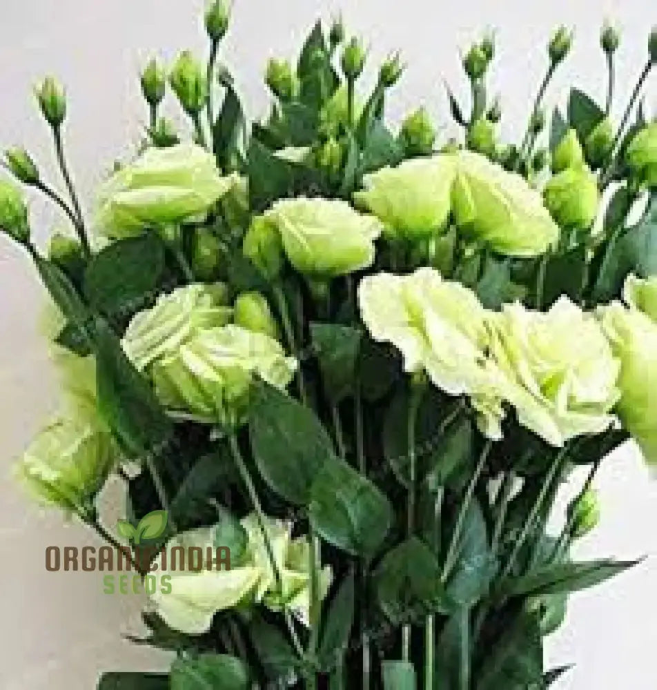 Lisianthus Flower Seeds White Purple Mix Annuals