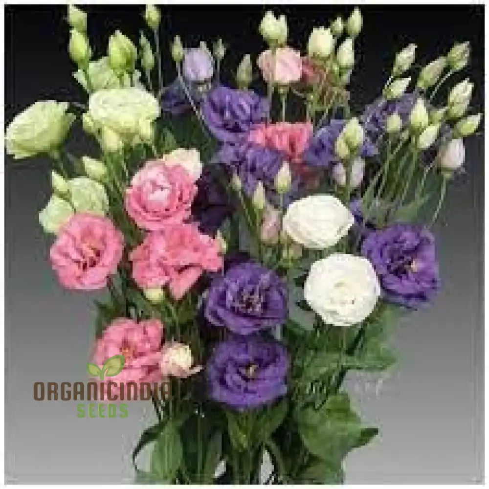 Lisianthus Flower Seeds White Purple Mix Annuals