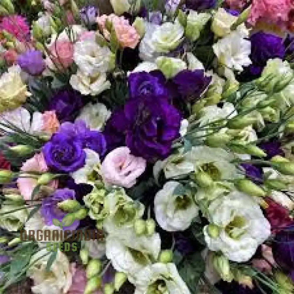 Lisianthus Flower Seeds White Purple Mix Annuals