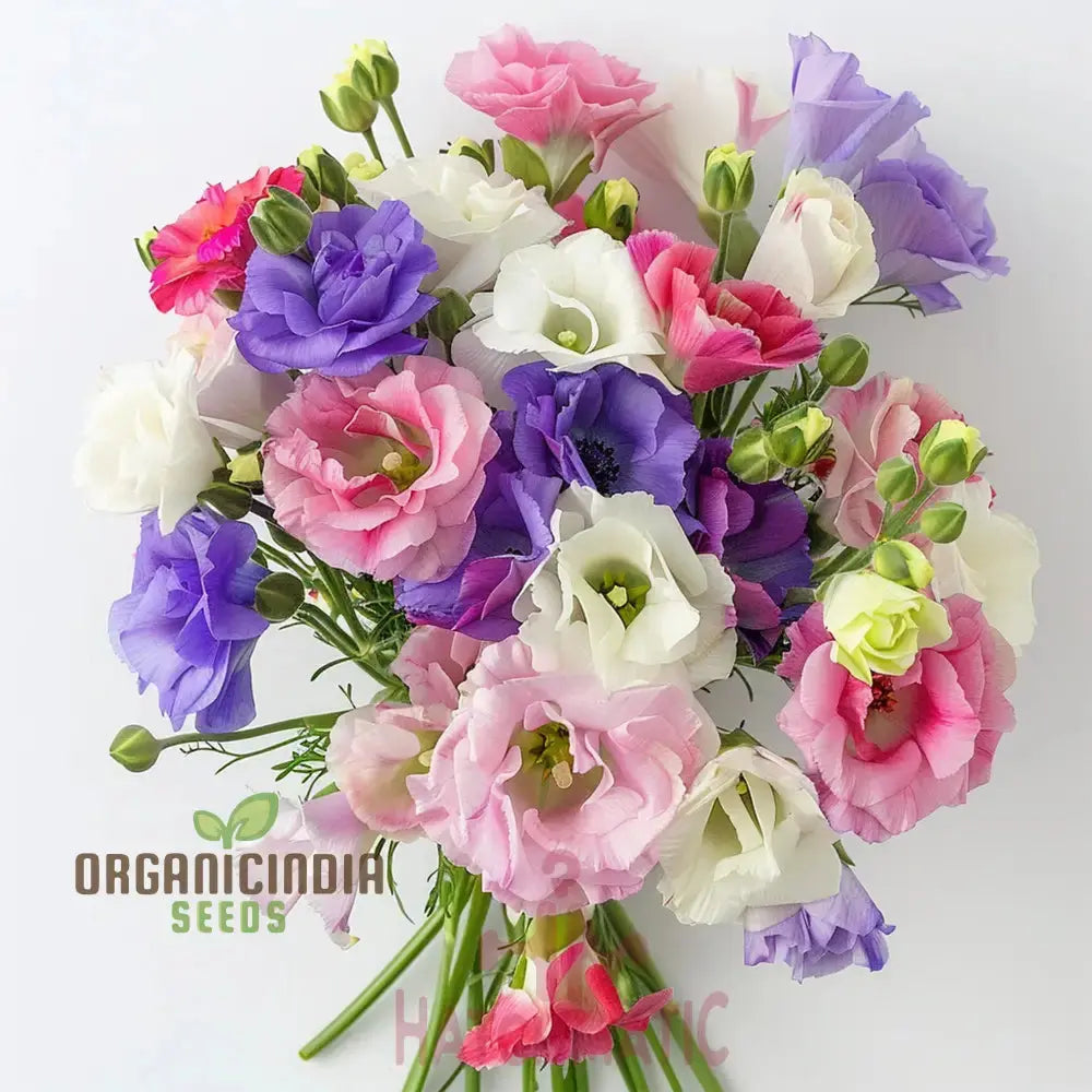 Lisianthus Flower Seeds White Purple Mix Annuals