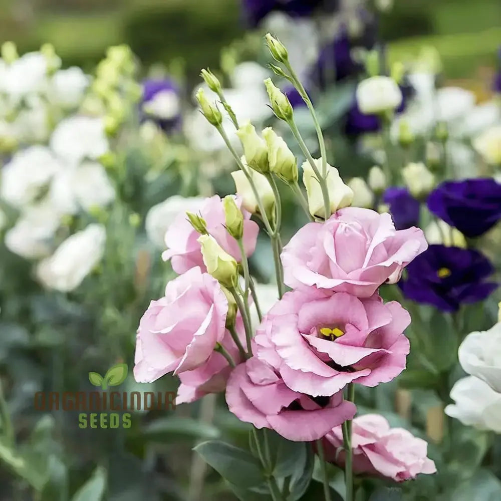 Lisianthus: Mixed Flower Seeds For Planting And Garden Annuals