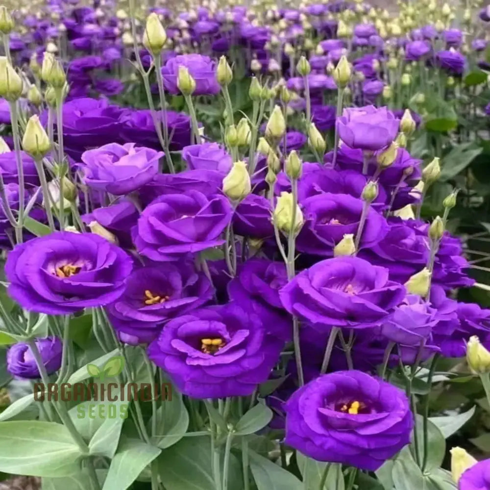 Lisianthus: Mixed Flower Seeds For Planting And Garden Annuals