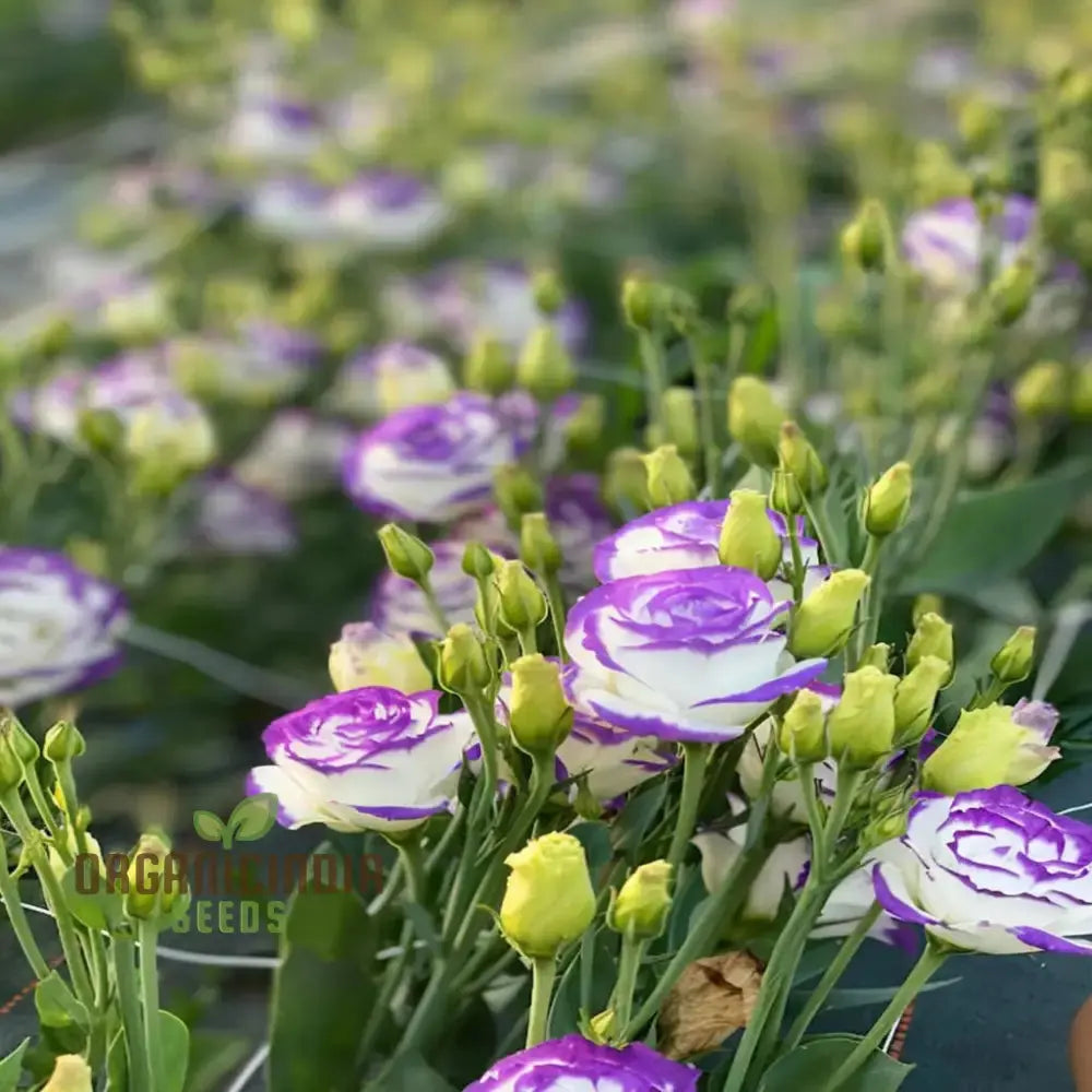 Lisianthus: Mixed Flower Seeds For Planting And Garden Annuals