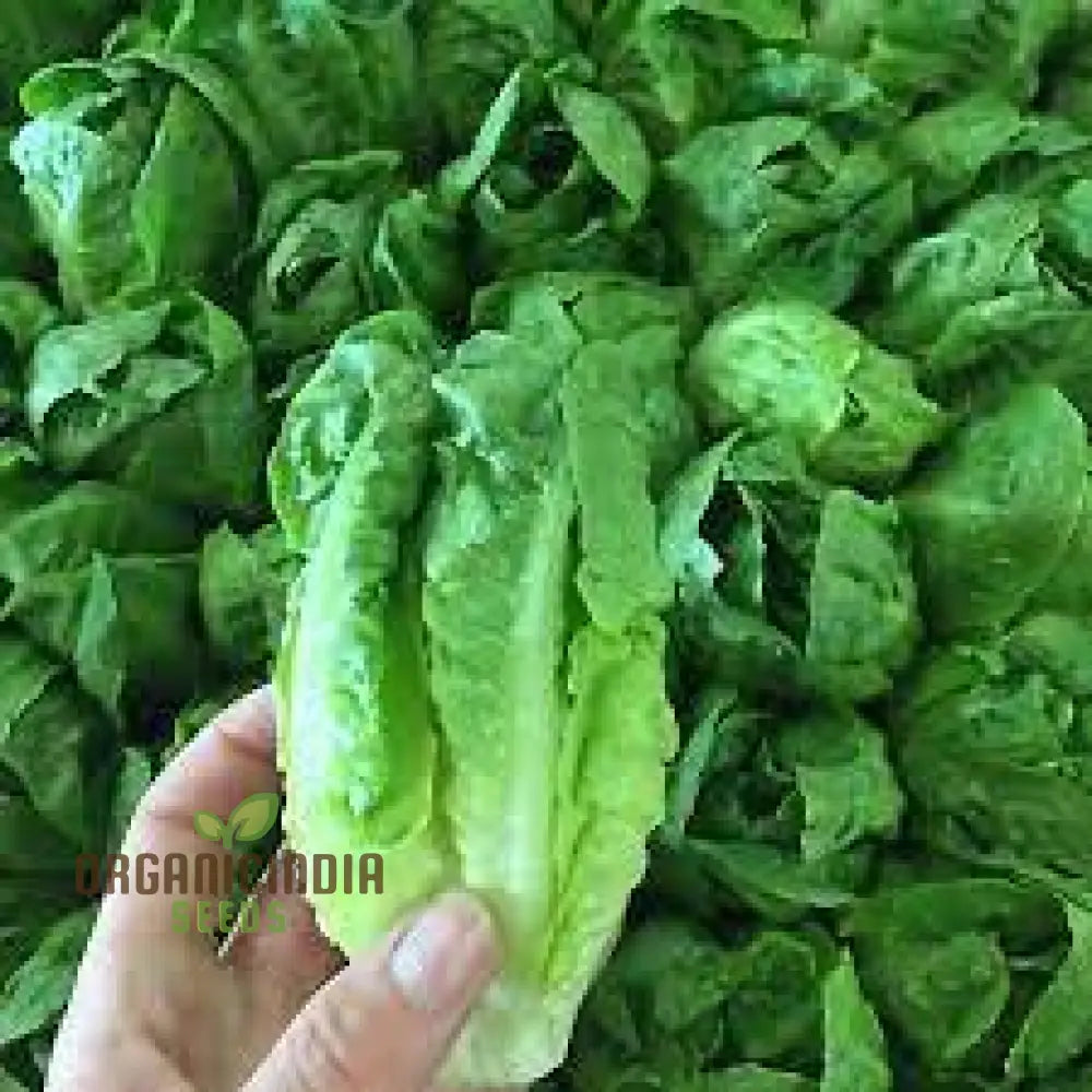 Little Gem Lettuce Seeds For Vibrant Gardening Enthusiasts | Heirloom Varietal Home Gardens