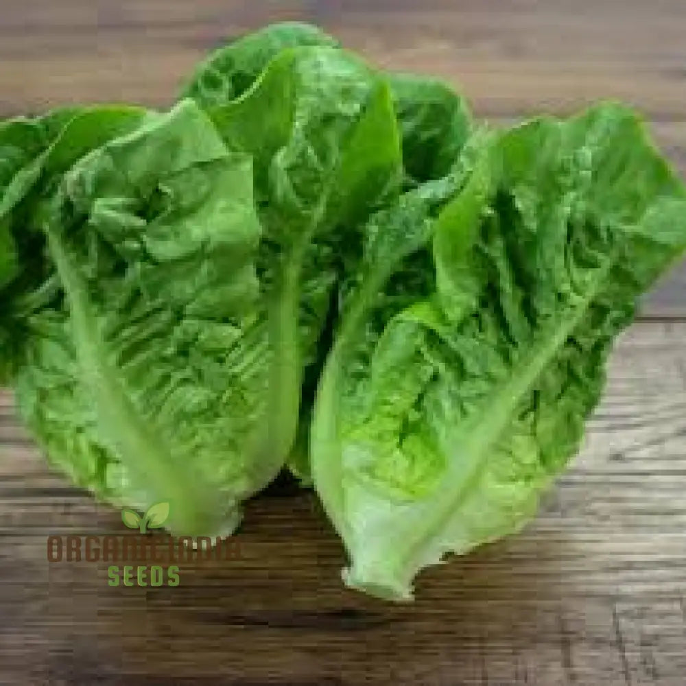 Little Gem Lettuce Seeds For Vibrant Gardening Enthusiasts | Heirloom Varietal Home Gardens