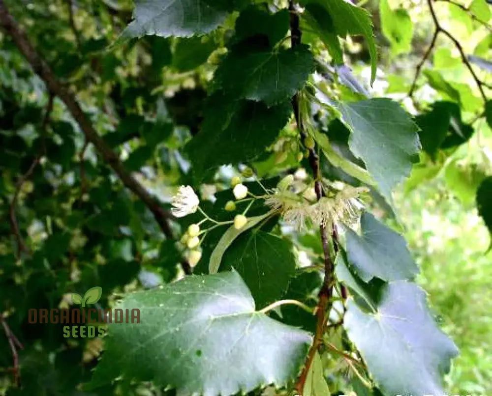 Little Leaf Lime Seeds - Tilia Cordata | Premium Planting For Gardens