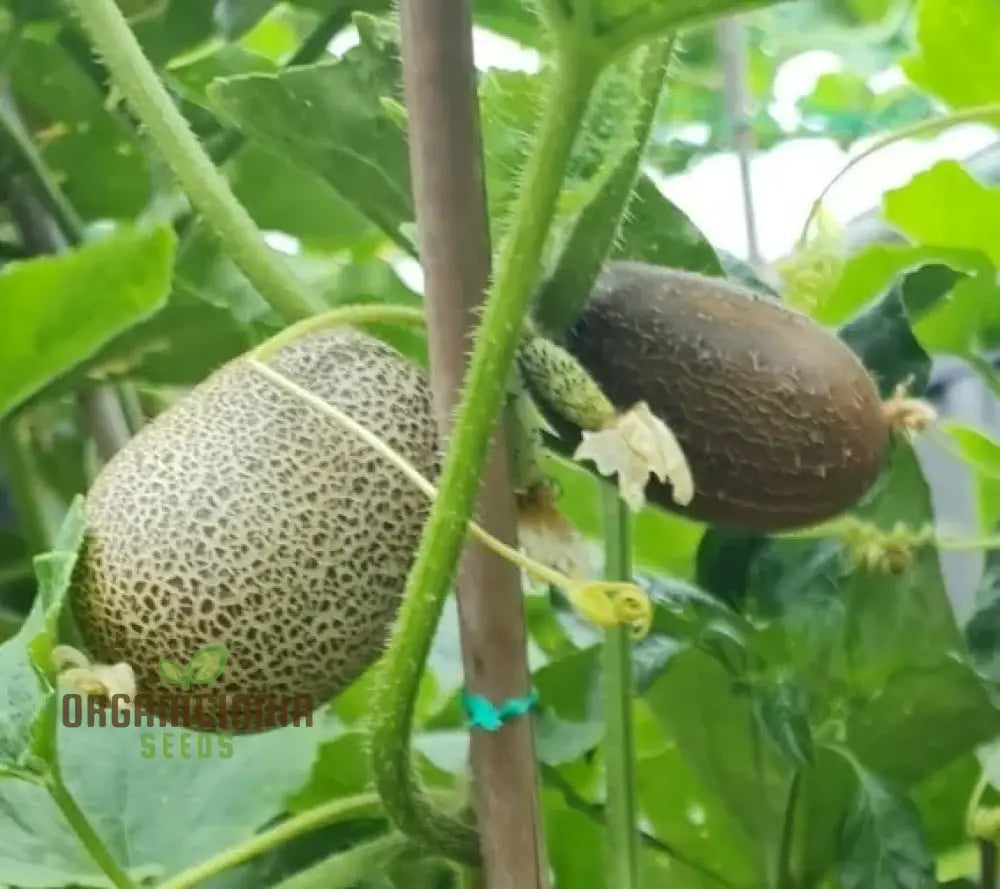 Little Potato Cucumber Seeds - Grow Petite And Flavorful Cucumbers For Your Garden