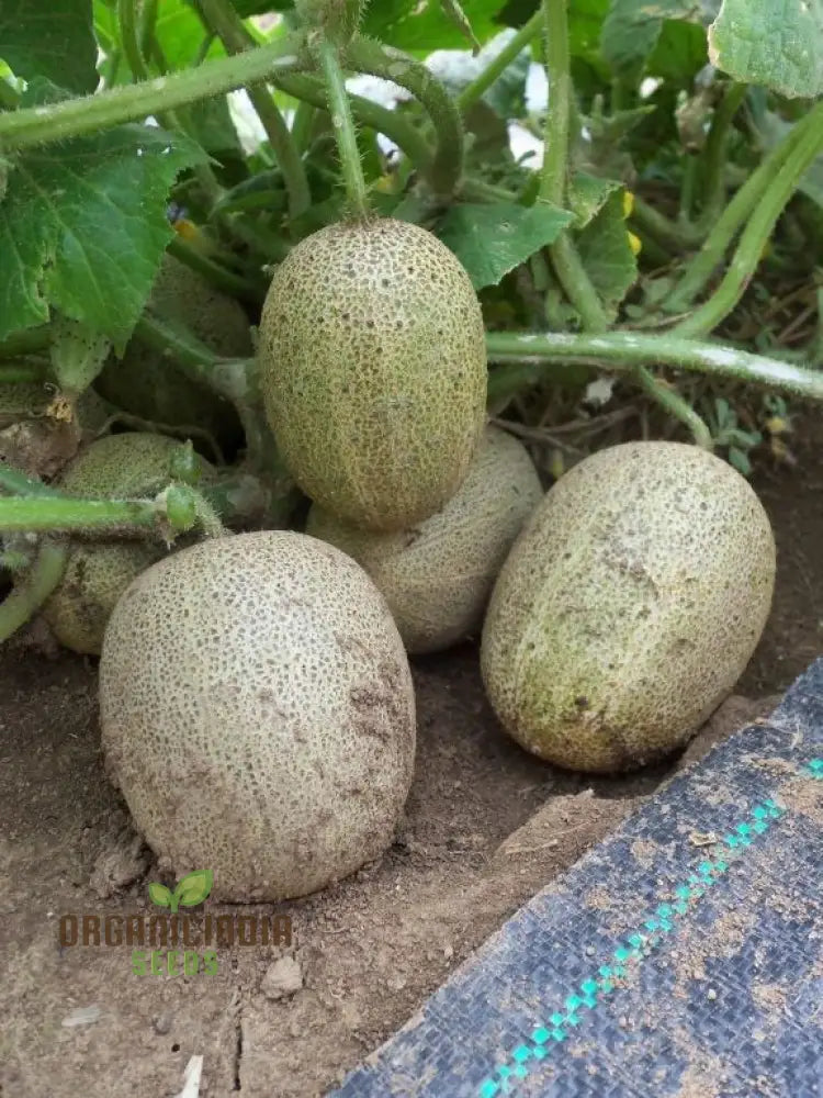 Little Potato Cucumber Seeds - Grow Petite And Flavorful Cucumbers For Your Garden