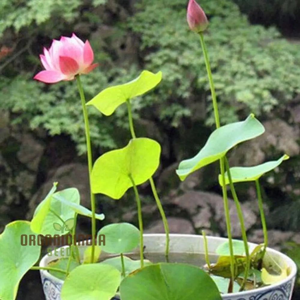 Live Seeds - Nelumbo Nucifera Lotus Pink Water Plant 5 Fresh For Gardening Enthusiasts | Premium