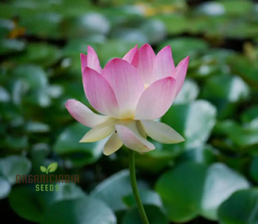 Live Seeds - Nelumbo Nucifera Lotus Pink Water Plant 5 Fresh For Gardening Enthusiasts | Premium