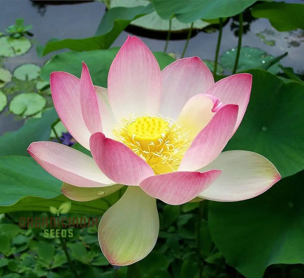 Live Seeds - Nelumbo Nucifera Lotus Pink Water Plant 5 Fresh For Gardening Enthusiasts | Premium