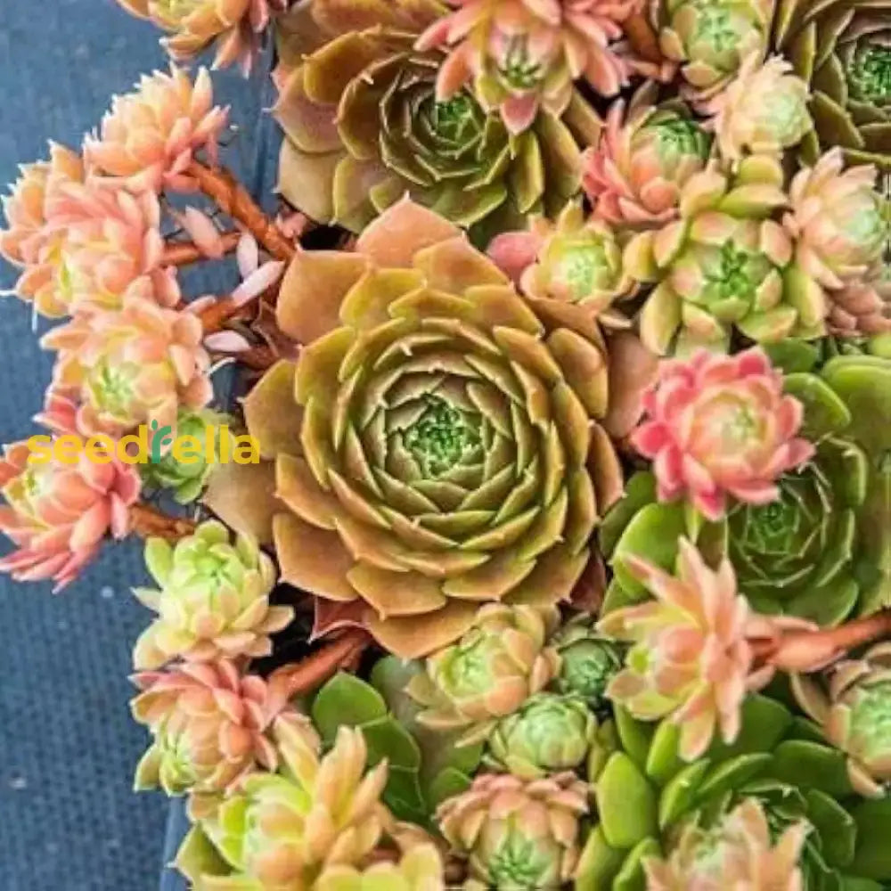 Living Stone Sempervivum Seeds - Mixed Varieties For Planting Plant Seeds