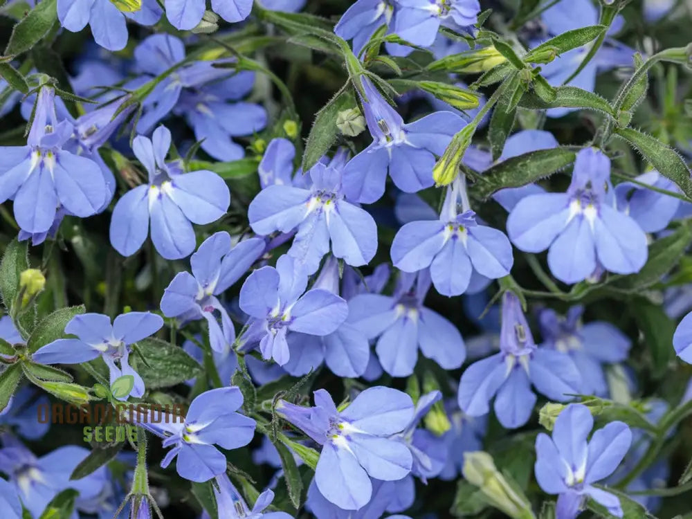 Lobelia Cambridge Blue Flower Seeds Cultivate Tranquil Elegance In Your Garden With Expert Planting