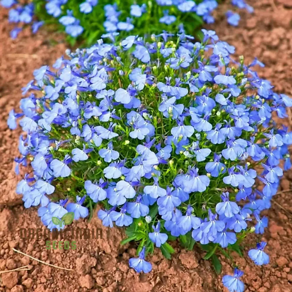 Lobelia Cambridge Blue Flower Seeds Cultivate Tranquil Elegance In Your Garden With Expert Planting