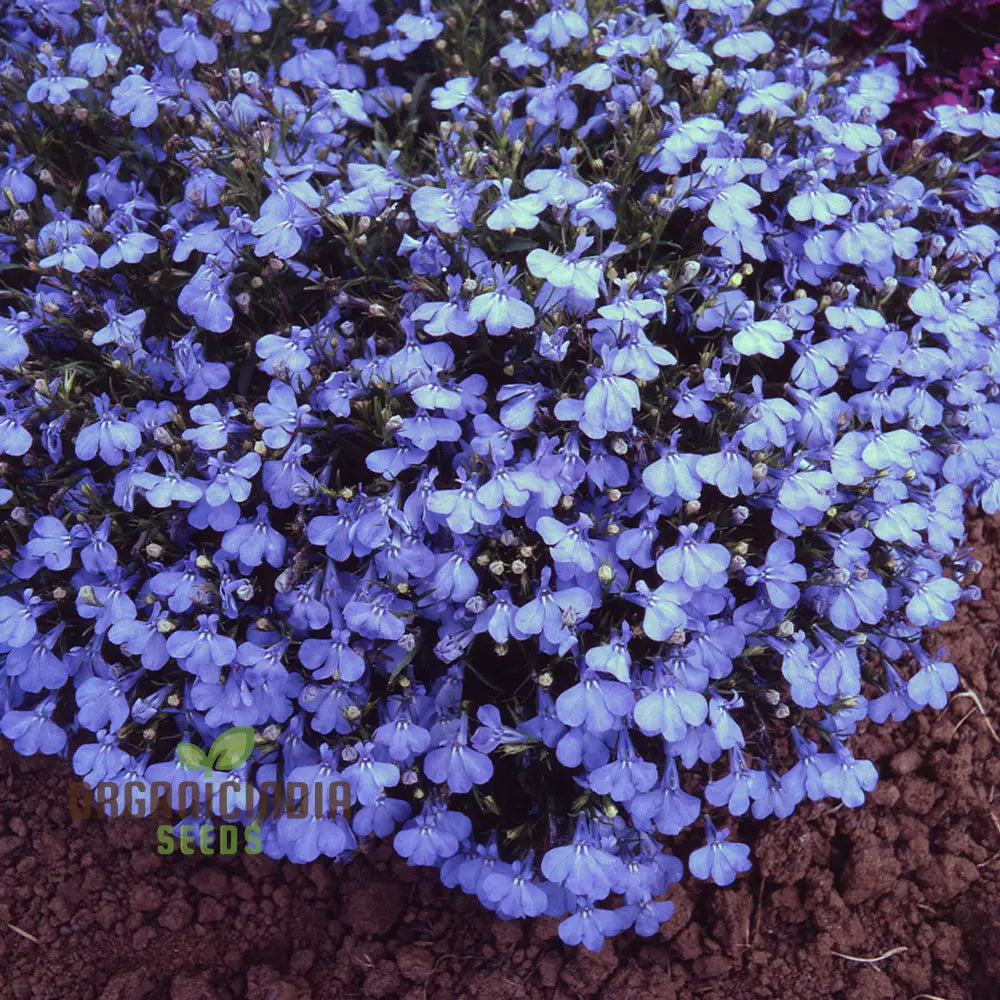 Lobelia Cambridge Blue Flower Seeds Cultivate Tranquil Elegance In Your Garden With Expert Planting