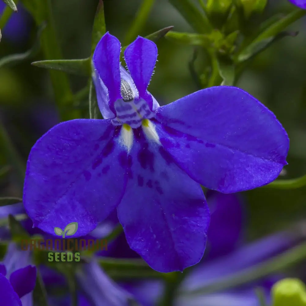 Lobelia Cobalt Blue Seeds For Expert Gardening Enthusiasts - High-Quality Cultivated Vibrant Blooms