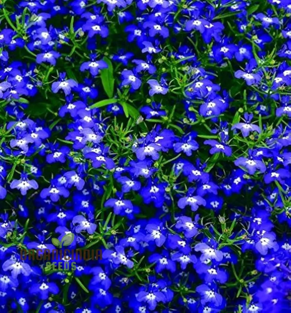 Lobelia Cobalt Blue Seeds For Expert Gardening Enthusiasts - High-Quality Cultivated Vibrant Blooms