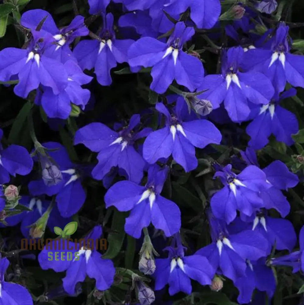 Lobelia Cobalt Blue Seeds For Expert Gardening Enthusiasts - High-Quality Cultivated Vibrant Blooms