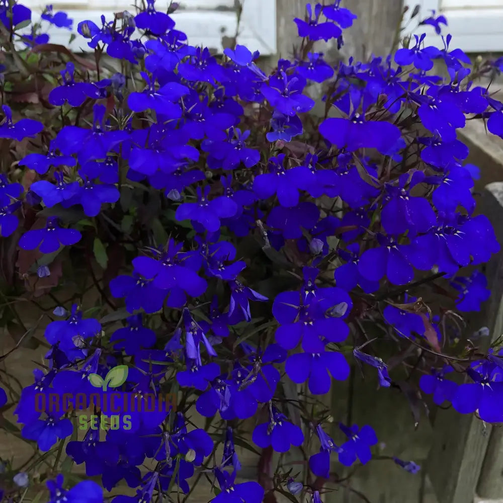 Lobelia Crystal Palace Seeds For Stunning Garden Borders And Containers | Cultivated Gardening