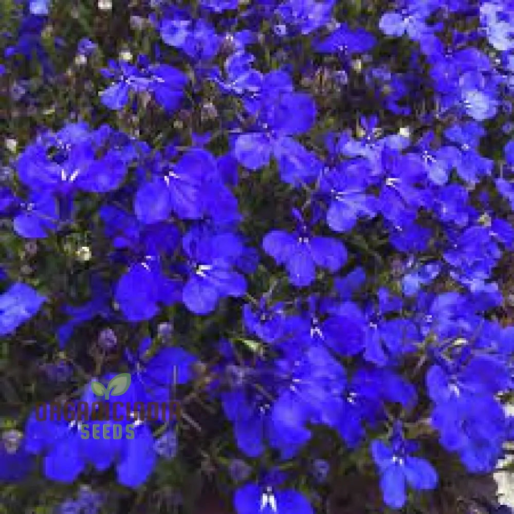 Lobelia Crystal Palace Seeds For Stunning Garden Borders And Containers | Cultivated Gardening