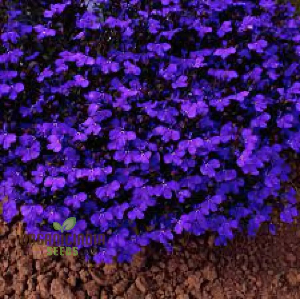 Lobelia Crystal Palace Seeds For Stunning Garden Borders And Containers | Cultivated Gardening