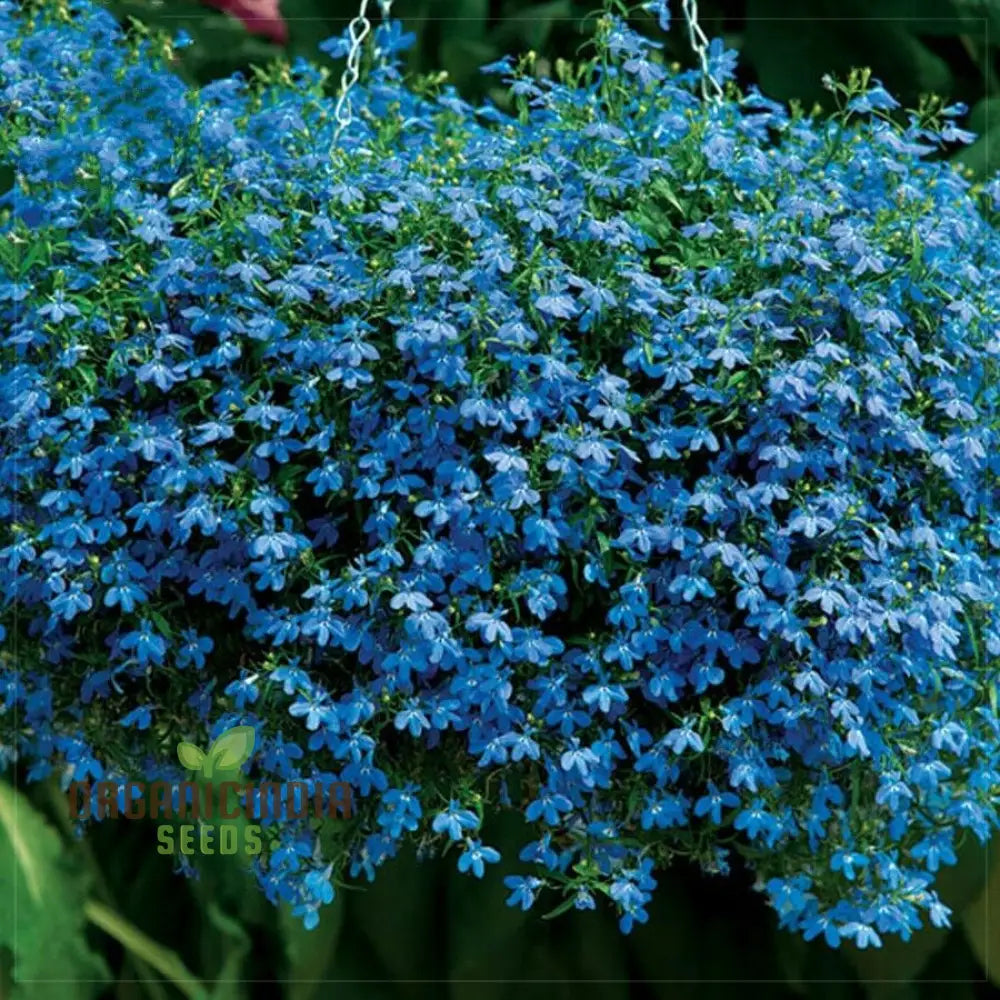 Lobelia (Edging Variety) Cambridge Blue Flower Seeds For Planting Elegant For Perfect Garden Edging