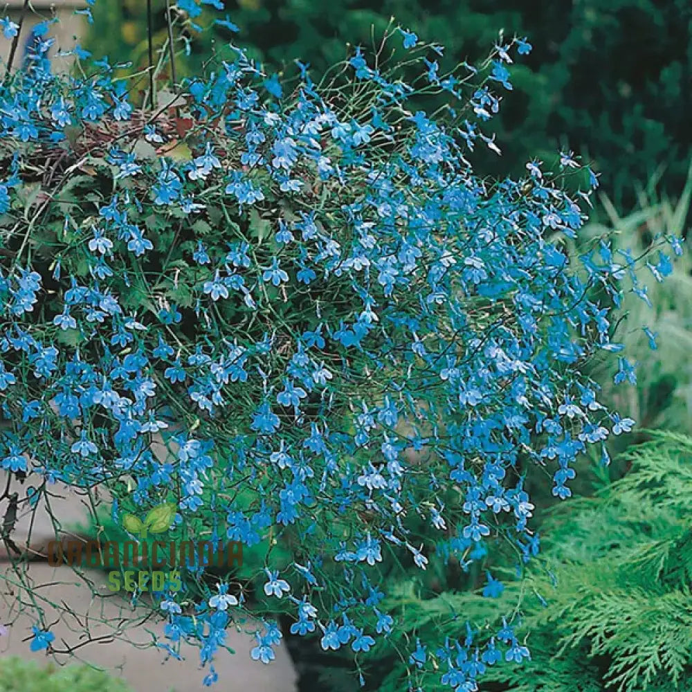 Lobelia (Edging Variety) Cambridge Blue Flower Seeds For Planting Elegant For Perfect Garden Edging