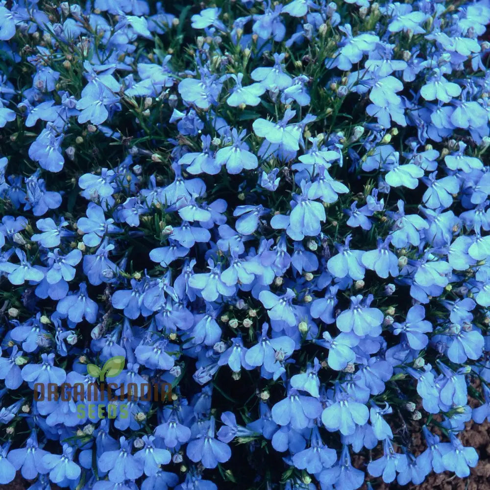 Lobelia (Edging Variety) Cambridge Blue Flower Seeds For Planting Elegant For Perfect Garden Edging