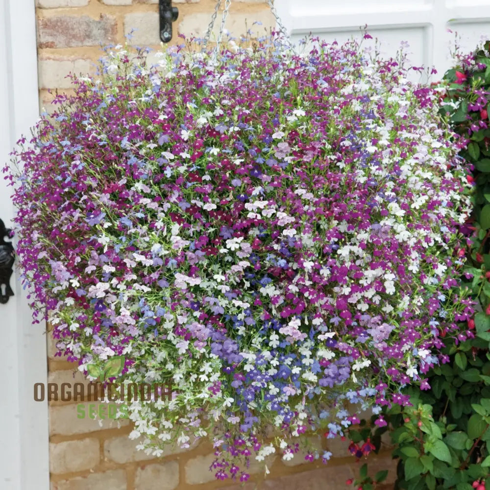 Lobelia Fountains Mixed Seeds For Gardening Enthusiasts | Premium Cultivated Varieties Stunning