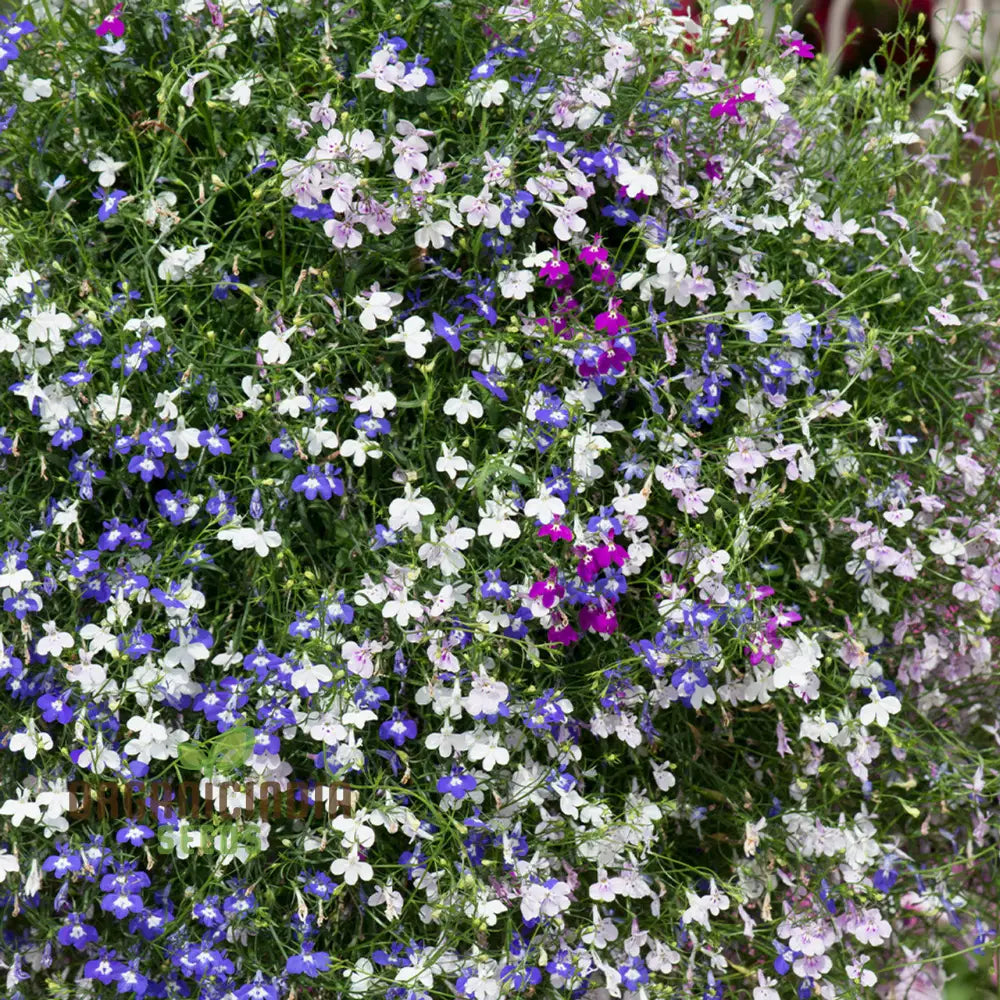 Lobelia Fountains Mixed Seeds For Gardening Enthusiasts | Premium Cultivated Varieties Stunning