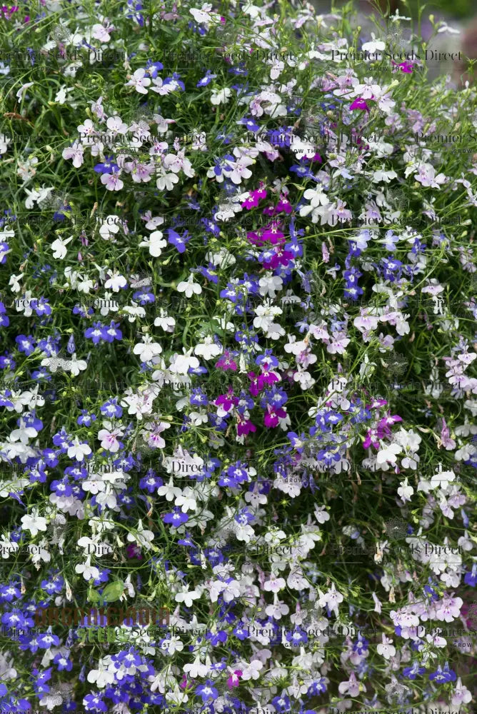 Lobelia Fountains Mixed Seeds For Gardening Enthusiasts | Premium Cultivated Varieties Stunning