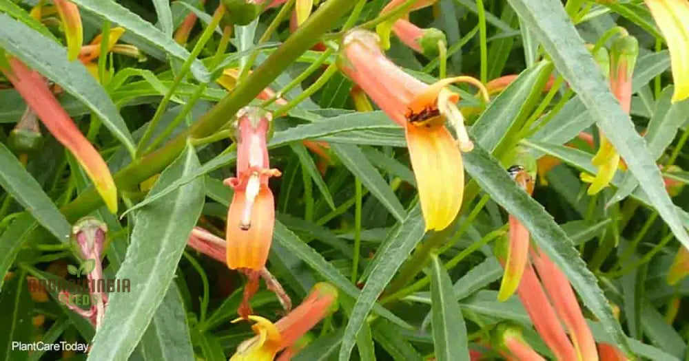 Lobelia Laxiflora Subsp. Flower Seeds Beautiful And Hardy Garden Addition Premium Quality Gardening