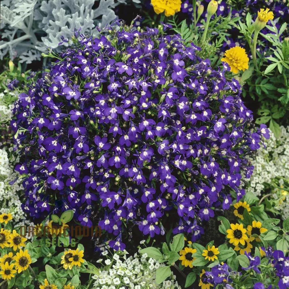 Lobelia Mrs Clibran Seeds For Cultivating Stunning Garden Borders | High-Quality Gardening