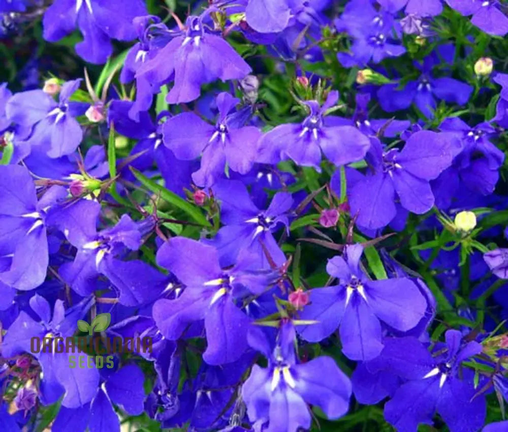 Lobelia Mrs Clibran Seeds For Cultivating Stunning Garden Borders | High-Quality Gardening