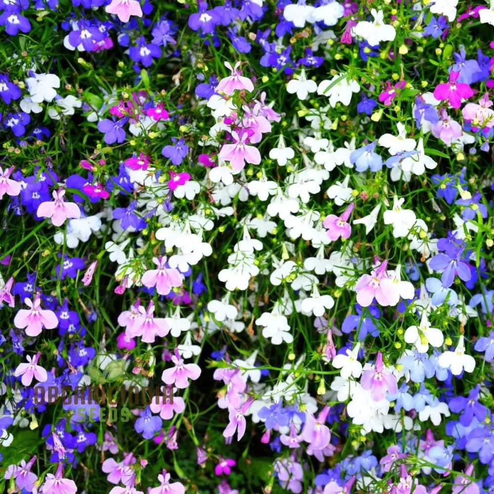 Lobelia Mrs Clibran Seeds For Cultivating Stunning Garden Borders | High-Quality Gardening