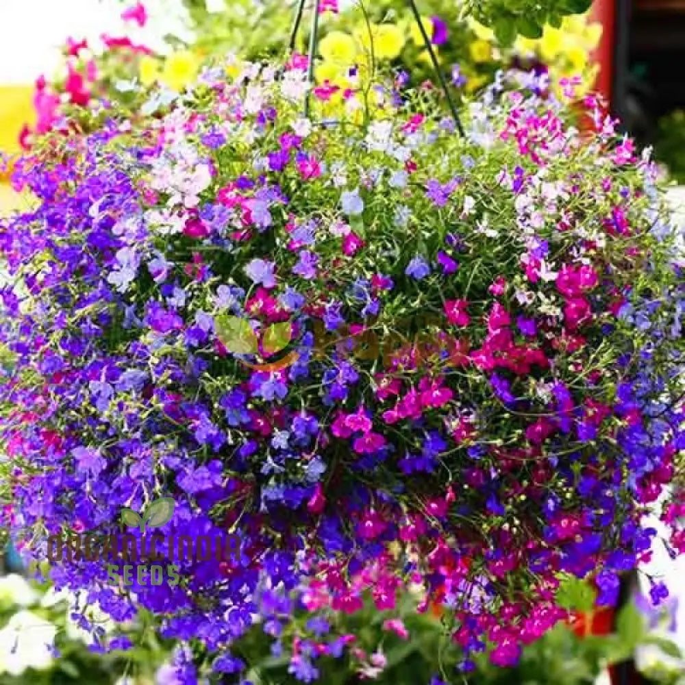 Lobelia Pendula Cascade Seeds For Stunning Garden Cascades | Gardening Delight