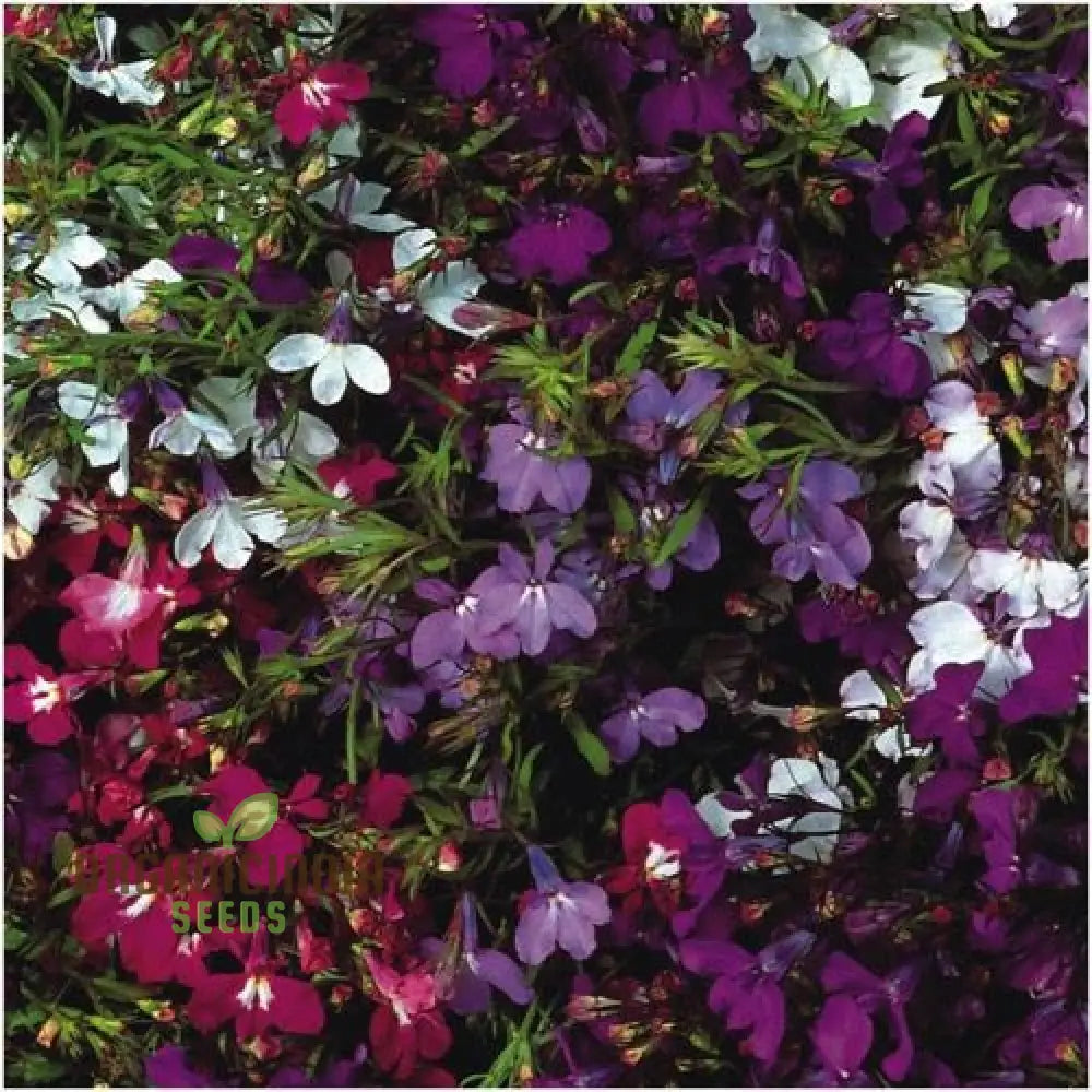 Lobelia Pendula Cascade Seeds For Stunning Garden Cascades | Gardening Delight