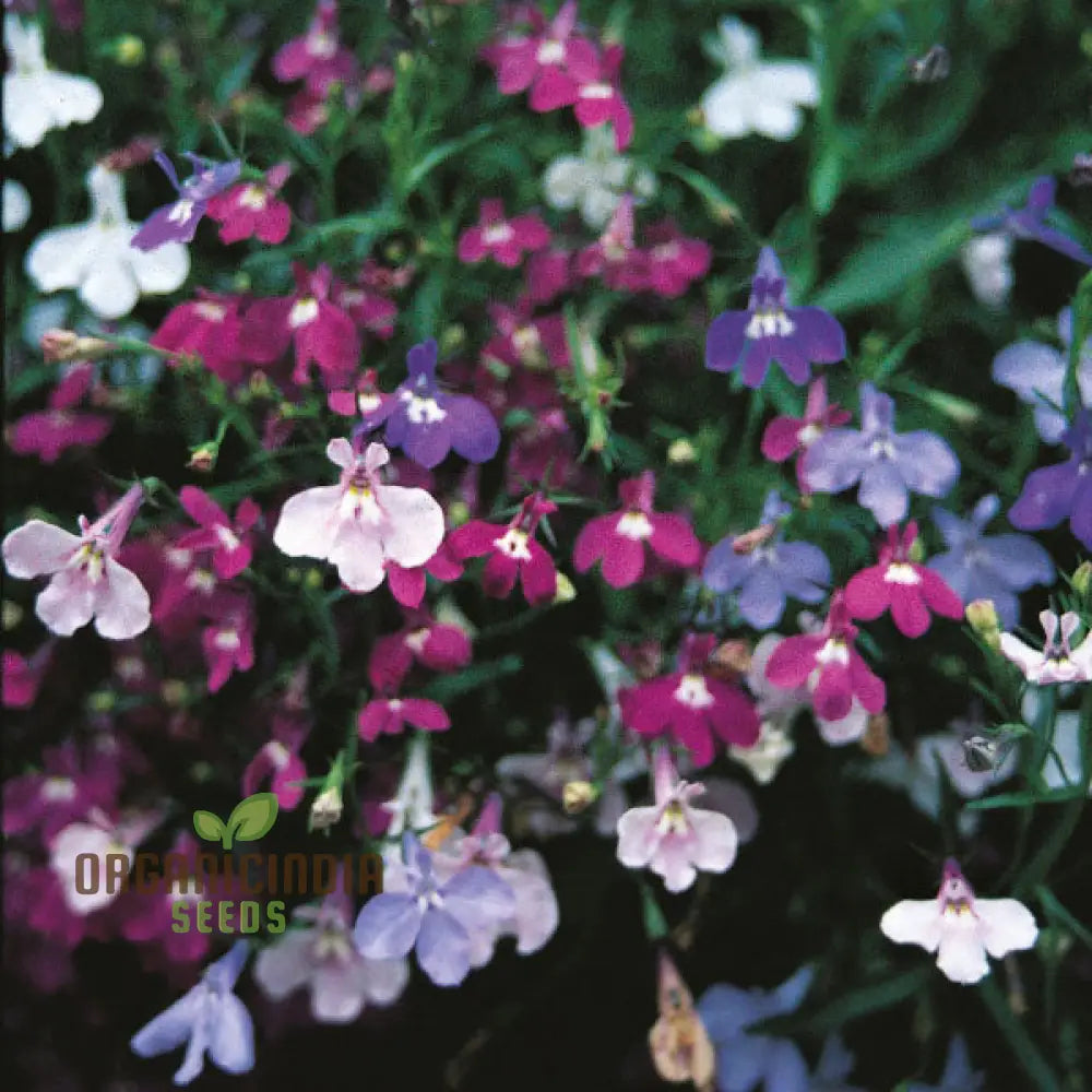 Lobelia Pendula Cascade Seeds For Stunning Garden Cascades | Gardening Delight