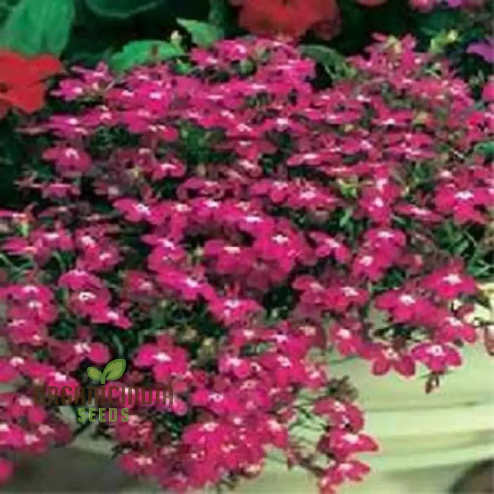 Lobelia Rosamund Seeds For Cultivated Gardening Enthusiasts | Rare & Exquisite Varietal