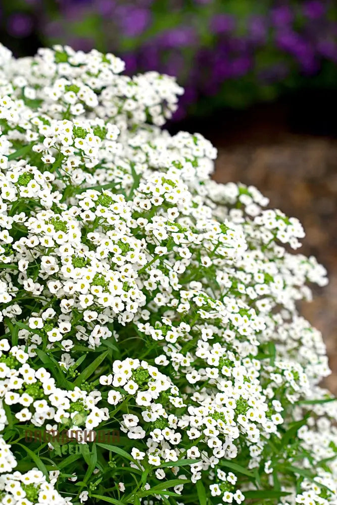 Lobularia Maritima Alyssum Sweet Drought & Heat Tolerant Wild Flowers Seeds For Gardening