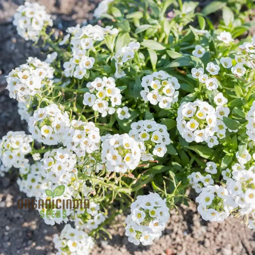 Lobularia Maritima Alyssum Sweet Drought & Heat Tolerant Wild Flowers Seeds For Gardening