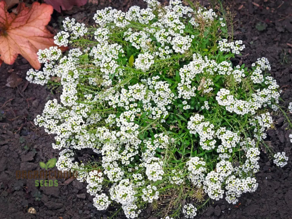 Lobularia Maritima Alyssum Sweet Drought & Heat Tolerant Wild Flowers Seeds For Gardening