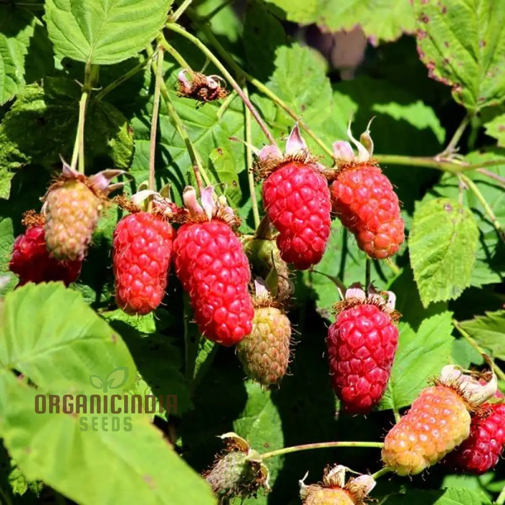 Loganberry Seeds For Planting: Premium Gardening For Your Green Thumb