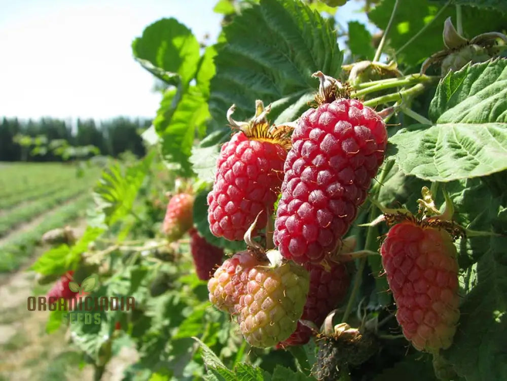 Loganberry Seeds For Planting: Premium Gardening For Your Green Thumb