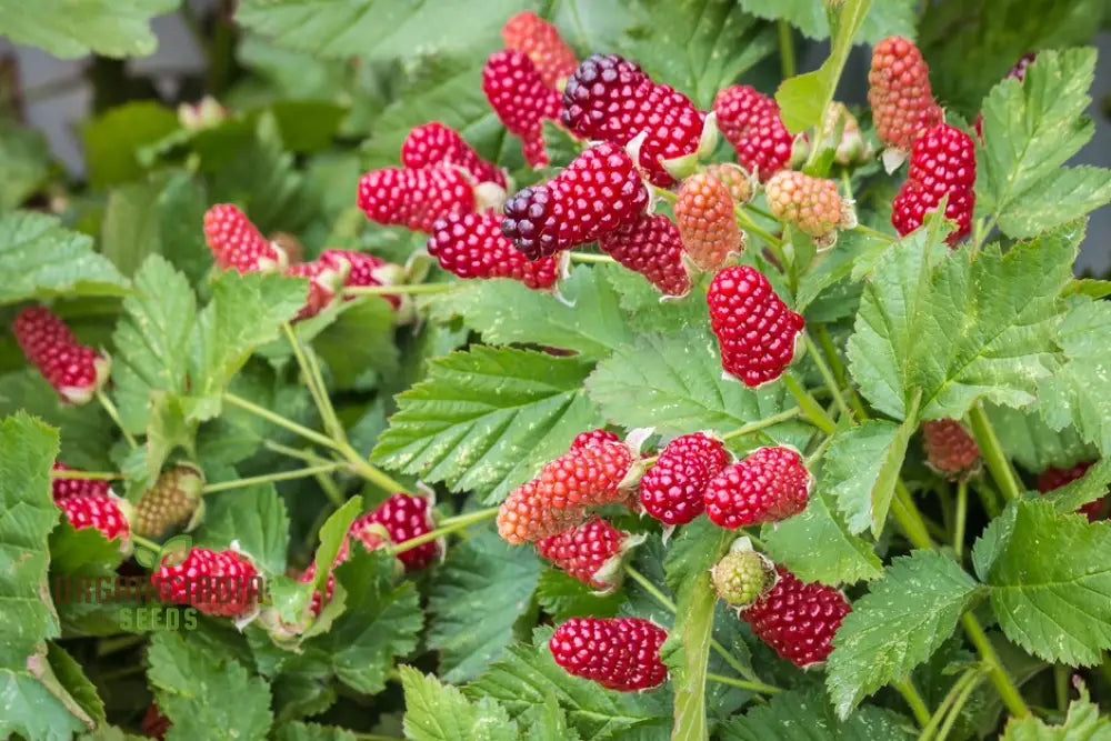 Loganberry Seeds For Planting: Premium Gardening For Your Green Thumb