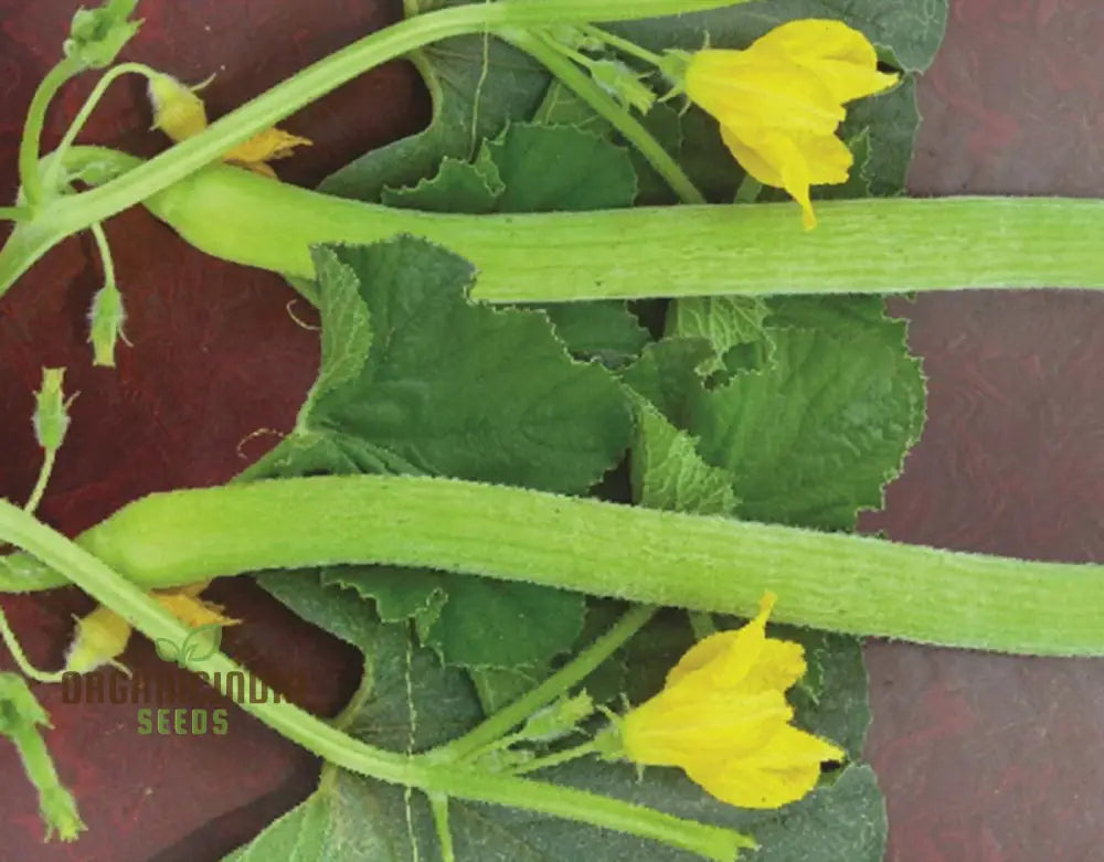 Long Melon (Tar) Vegetable Seeds For Planting Grow Delicious Melons For Your Garden