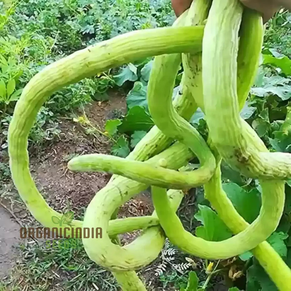 Long Melon (Tar) Vegetable Seeds For Planting Grow Delicious Melons For Your Garden