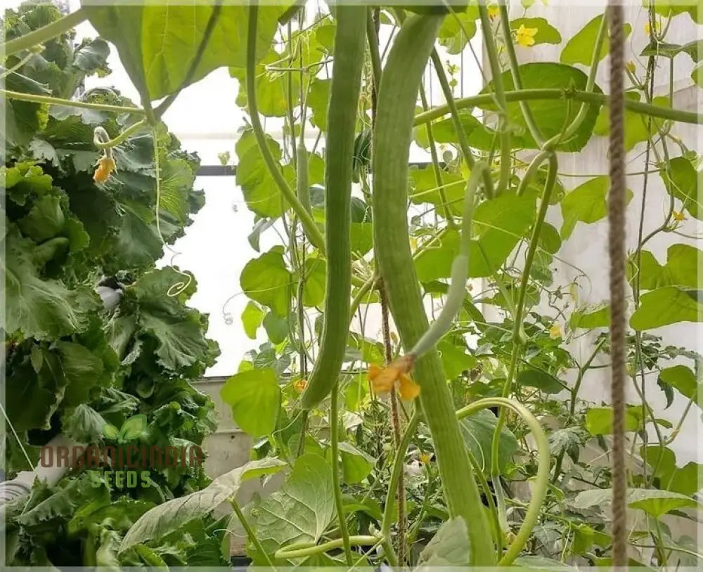 Long Melon (Tar) Vegetable Seeds For Planting Grow Delicious Melons For Your Garden